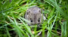 Bojové myši v záhrade a záhrade